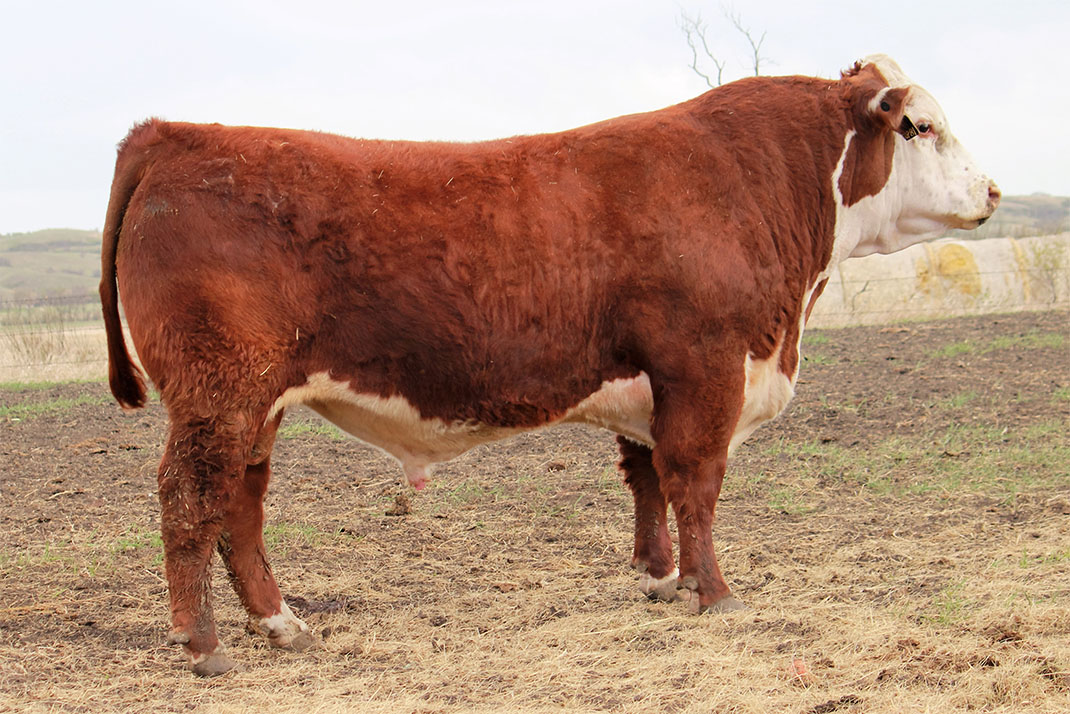 bull